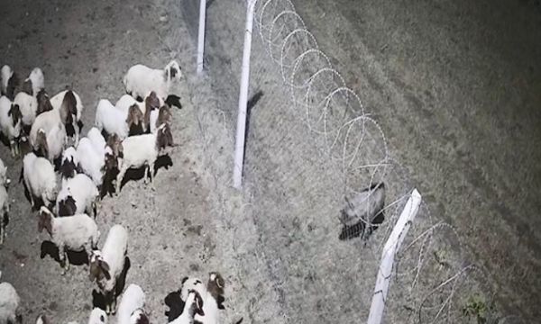 Sırtlan, koyunların arasına böyle girmeye çalıştı!